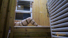 【半岛束艺】一女子在家中被绑求救~昭月封面图