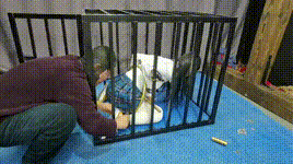 【飞天原创】把月仙儿禁锢在特制的狗笼里,经过六道程续G栓在牢牢地紧固上去,最终经不住折磨骚水狂喷