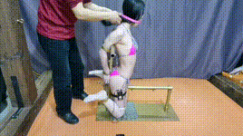 【飞天原创】月仙儿被禁锢在拘束上，郊狼电击升到270，同时又振动，电击lu头，鞭打TK,最后被折磨的骚水狂喷