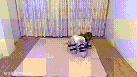 【秘语原创】犬化训练（2）（爬行惩罚）封面图